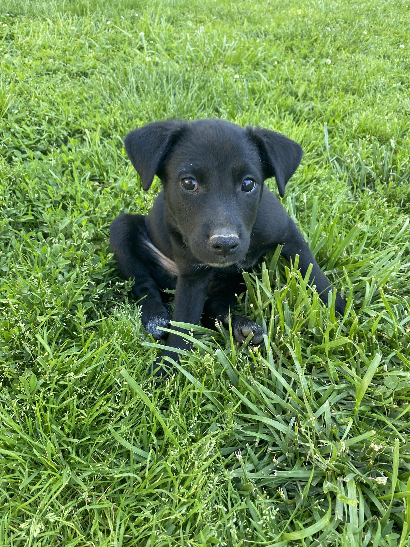 Ajax, Adoptable, Puppy Male Labrador Retriever & Husky.