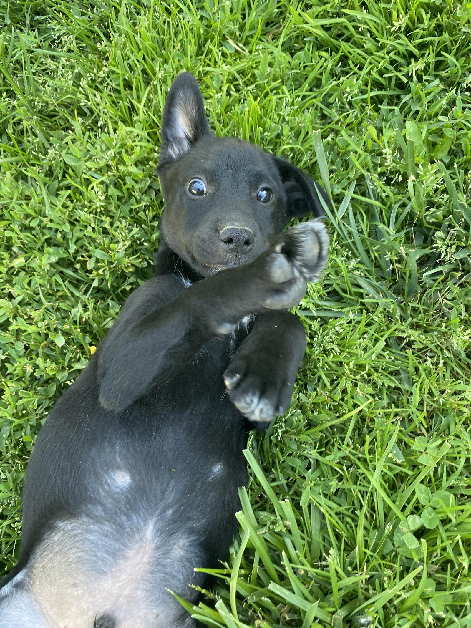 Ajax, a Adoptable mixed breed in Barnhart, MO image 2/3