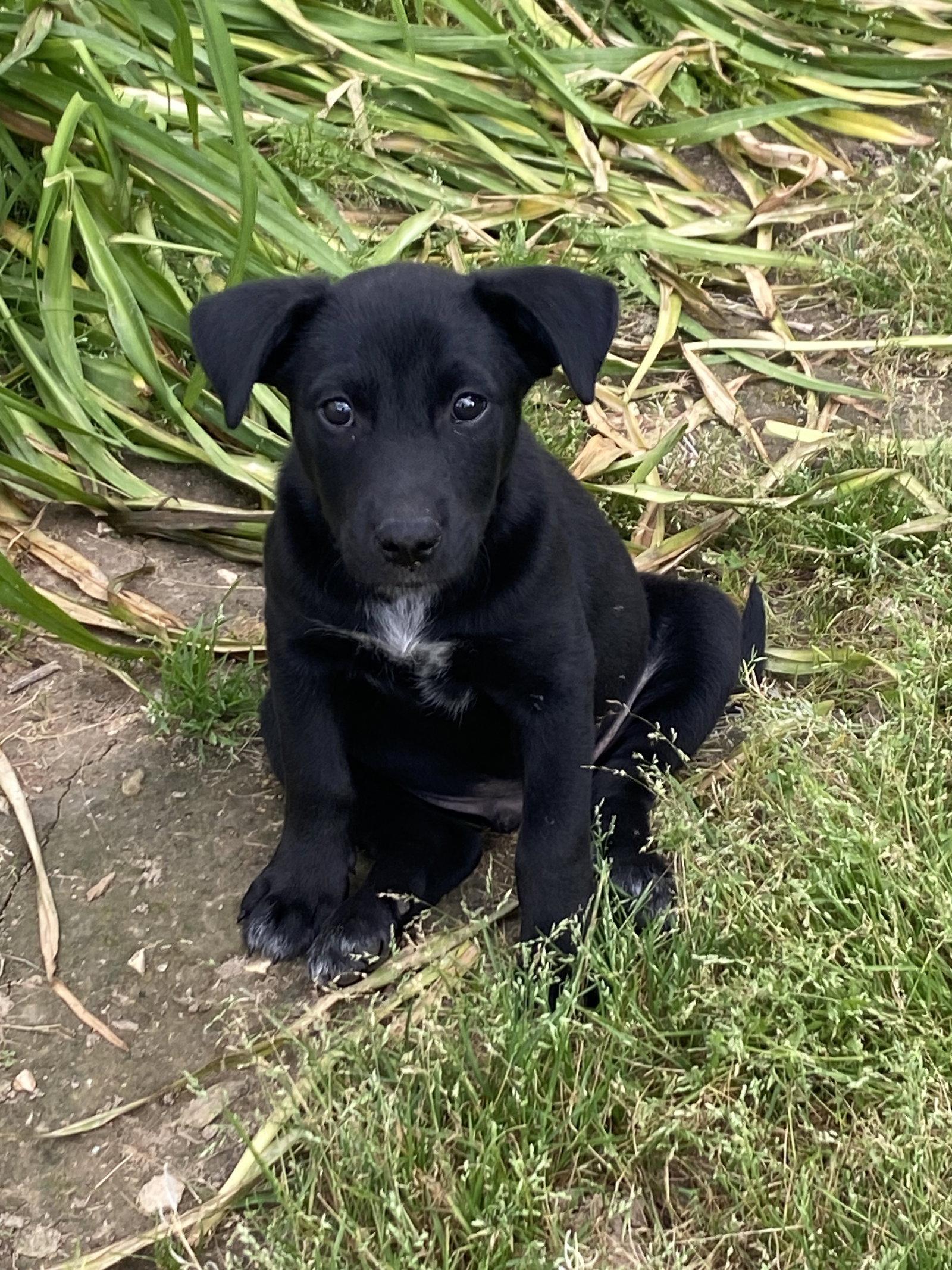 Ajax, a Adoptable mixed breed in Barnhart, MO image 3/3