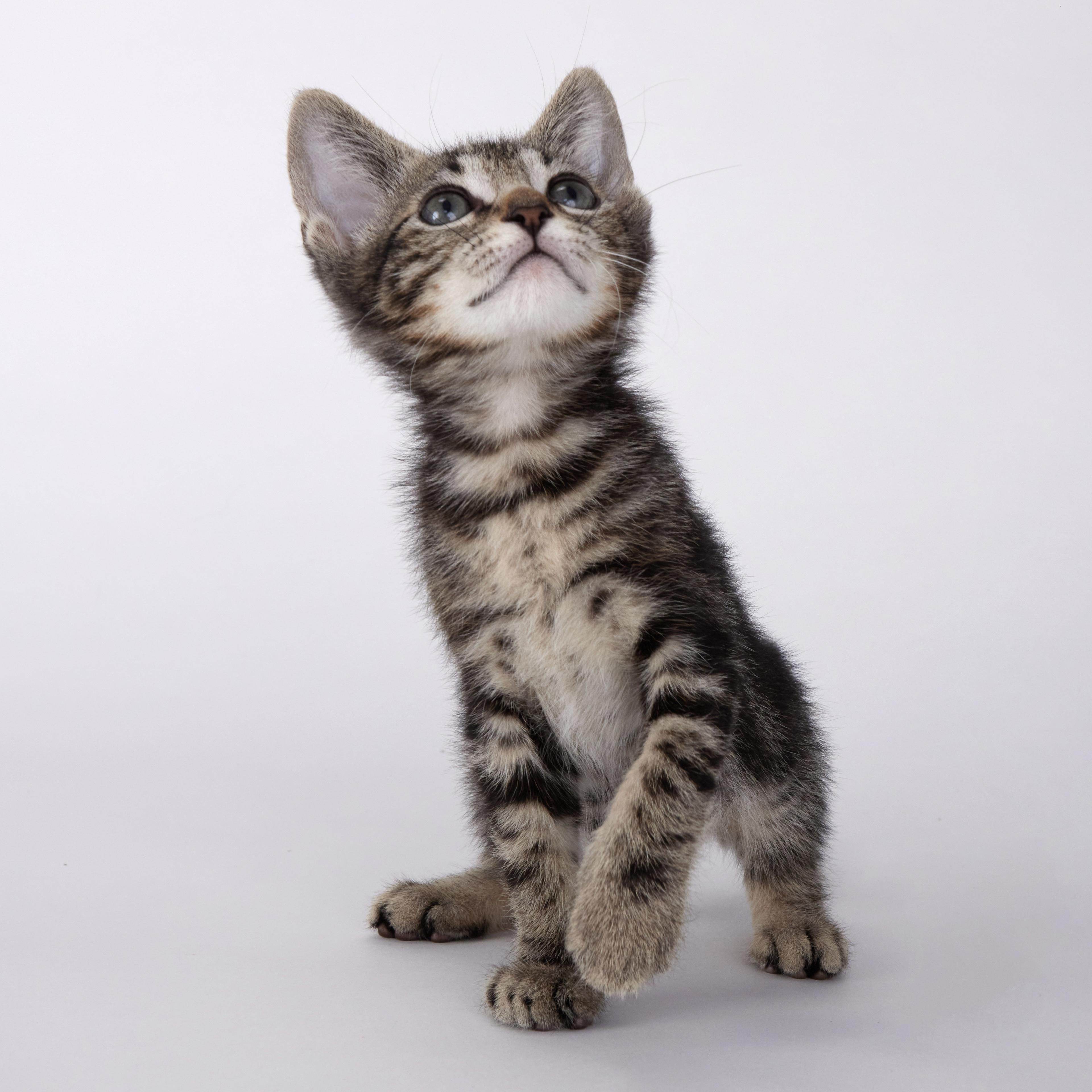 Finn - Handsome Marble Tabby Kitten, an adopted Domestic Short Hair in League City, TX image 5/6