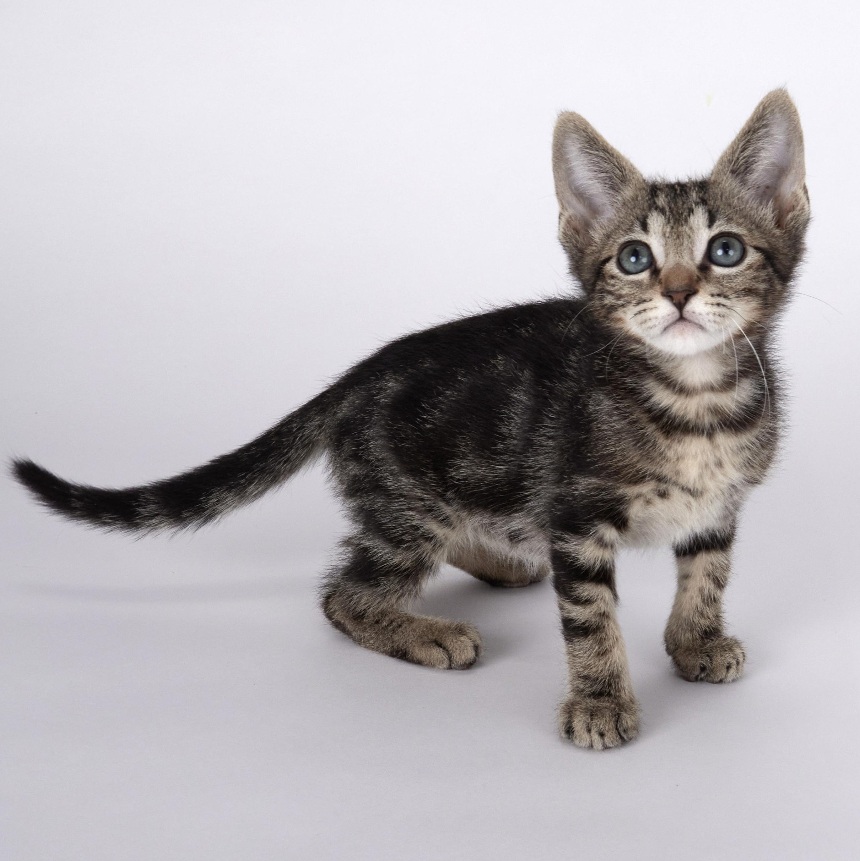 Finn - Handsome Marble Tabby Kitten, an adopted Domestic Short Hair in League City, TX image 4/6