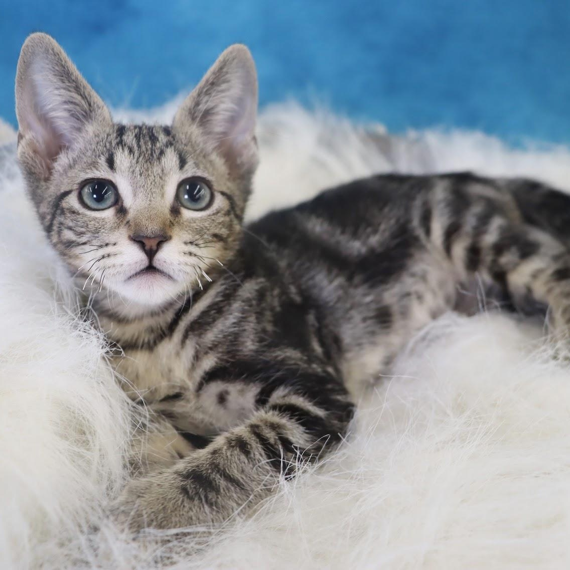 Finn - Handsome Marble Tabby Kitten, an adopted Domestic Short Hair in League City, TX image 2/6