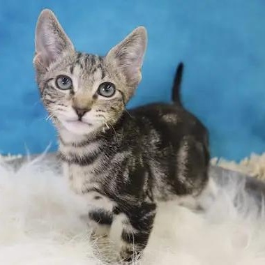 Finn - Handsome Marble Tabby Kitten, an adopted Domestic Short Hair in League City, TX image 3/6