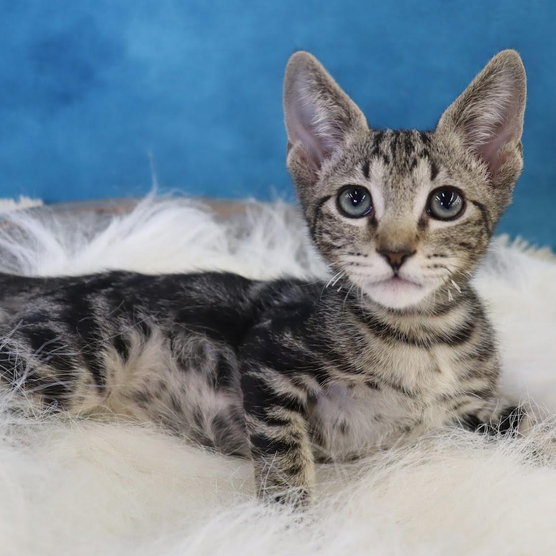Finn - Handsome Marble Tabby Kitten, adopted, Kitten Male Domestic Short Hair.