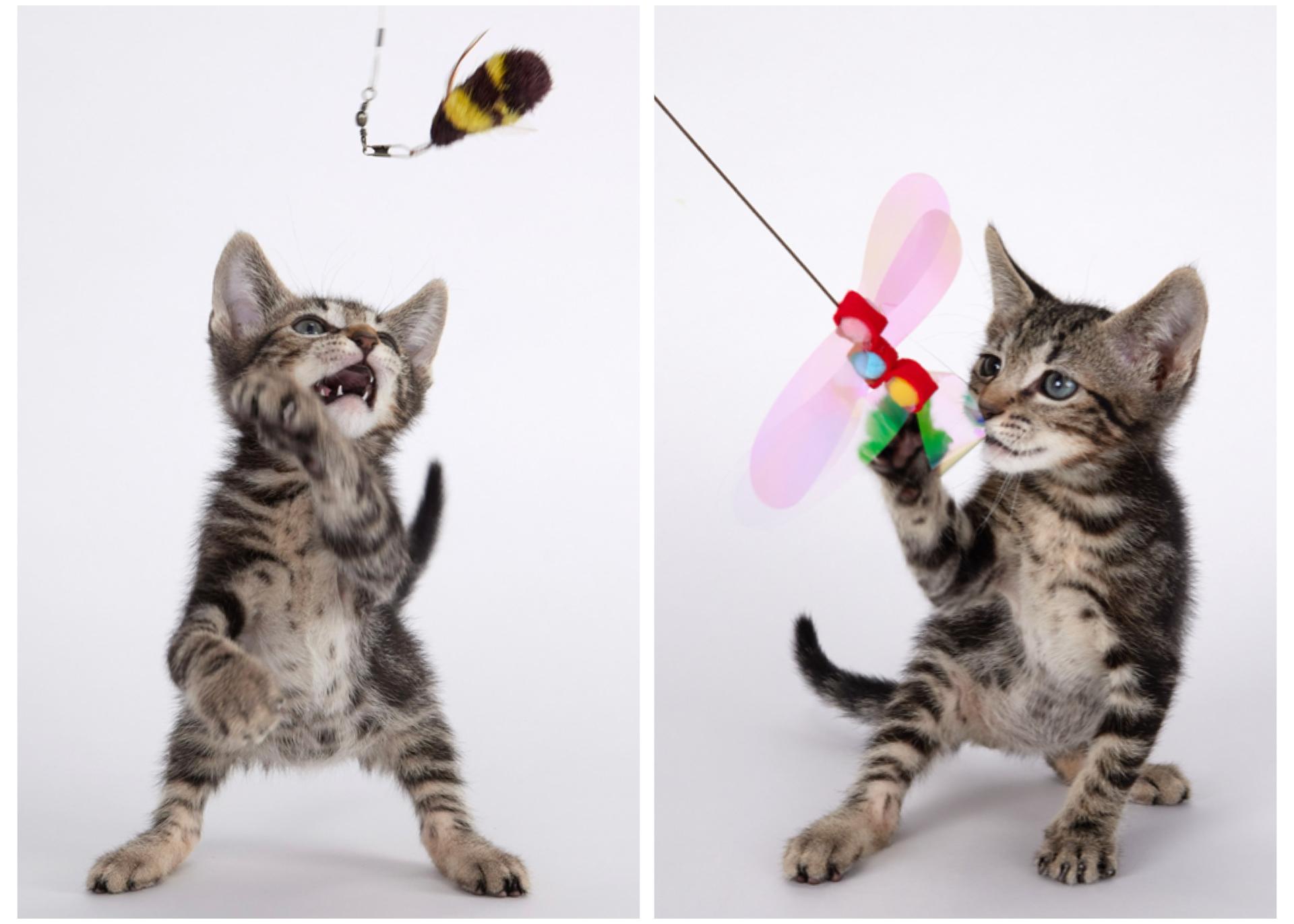 Finn - Handsome Marble Tabby Kitten, an adopted Domestic Short Hair in League City, TX image 6/6