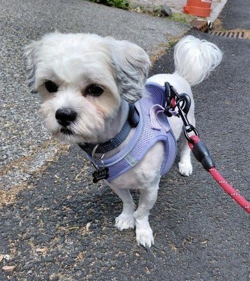 Muppet, an adopted mixed breed in Closter, NJ image 2/5