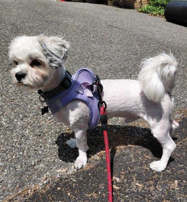 Muppet, an adopted mixed breed in Closter, NJ image 3/5
