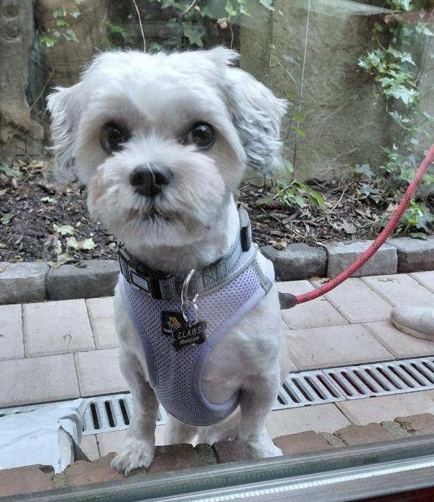 Muppet, adopted, Young Male Shih Tzu.