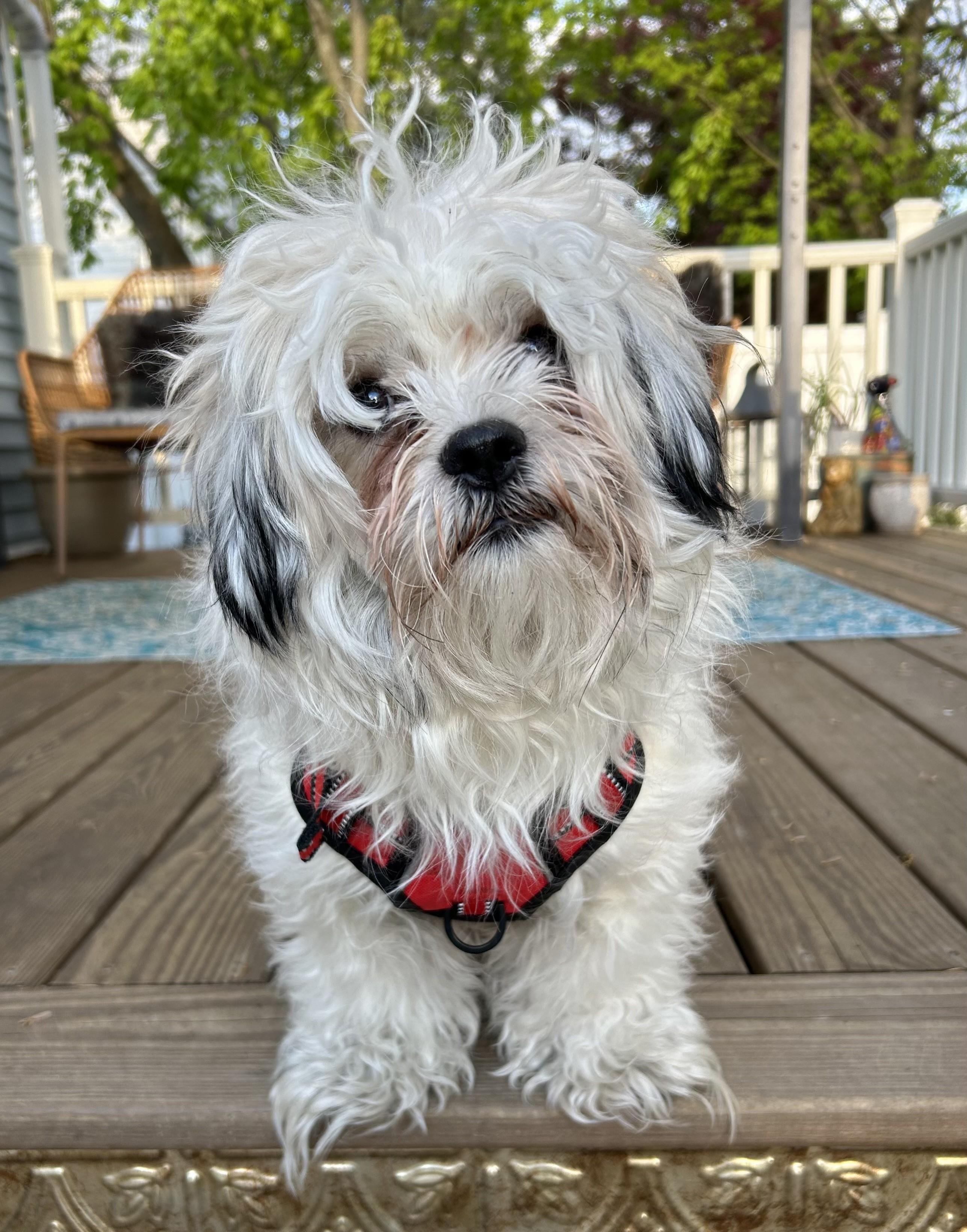 Muppet, an adopted mixed breed in Closter, NJ image 5/5