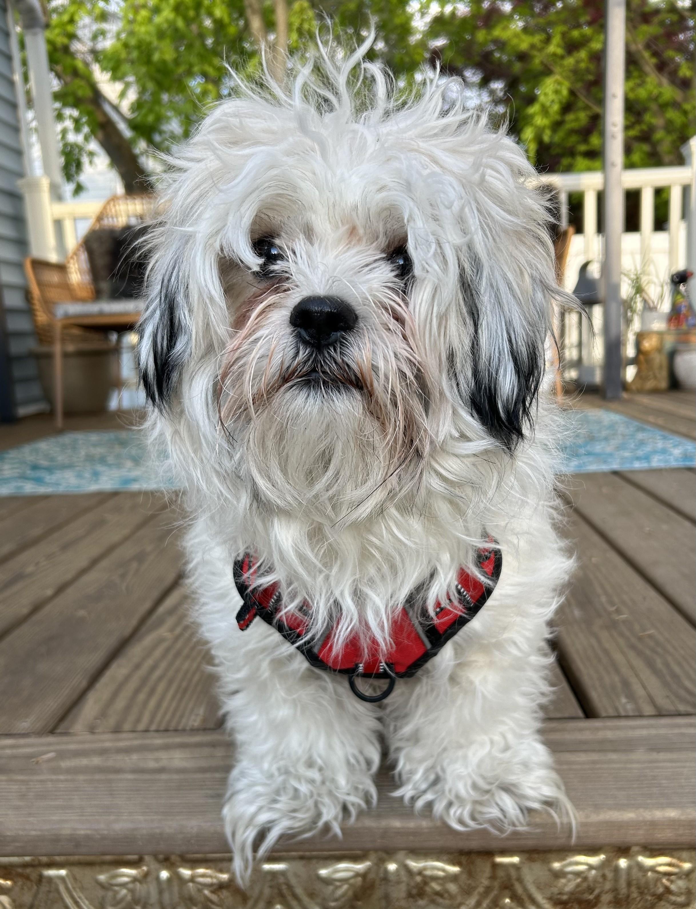 Muppet, an adopted mixed breed in Closter, NJ image 4/5