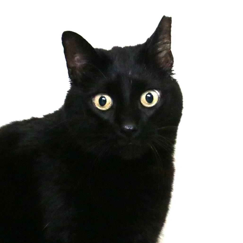 Tyson, Adoptable, Senior Male Domestic Medium Hair.