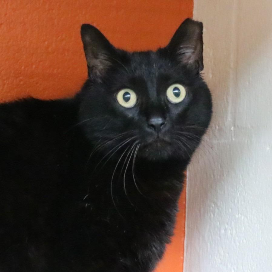 Enlarge Tyson, a Adoptable Domestic Medium Hair in Sarasota, FL image 2/4