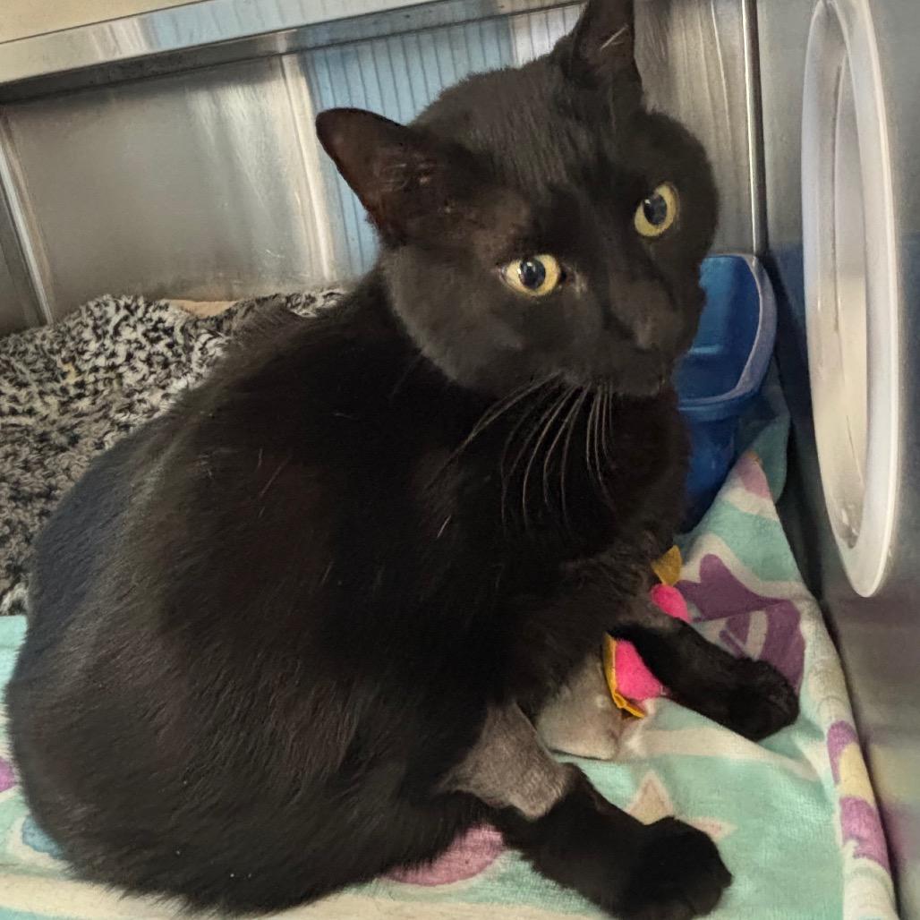 Enlarge Tyson, a Adoptable Domestic Medium Hair in Sarasota, FL image 3/4