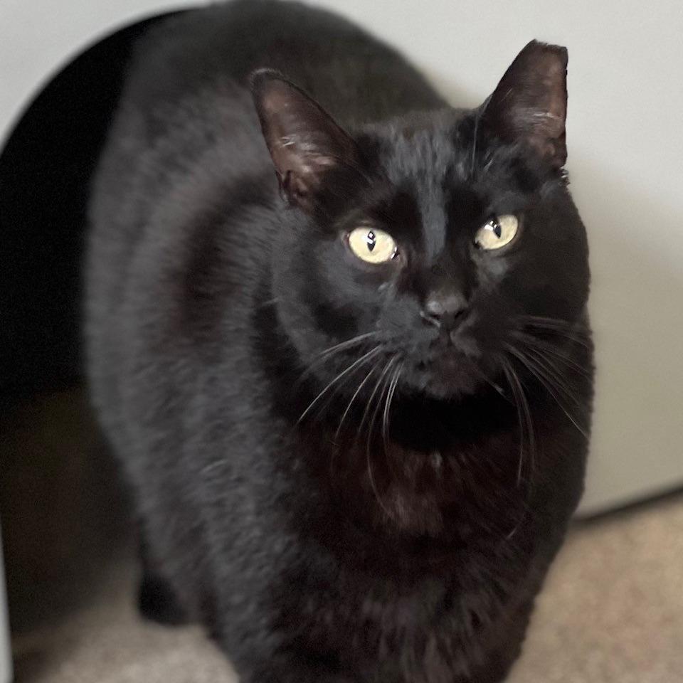 Enlarge Tyson, a Adoptable Domestic Medium Hair in Sarasota, FL image 4/4