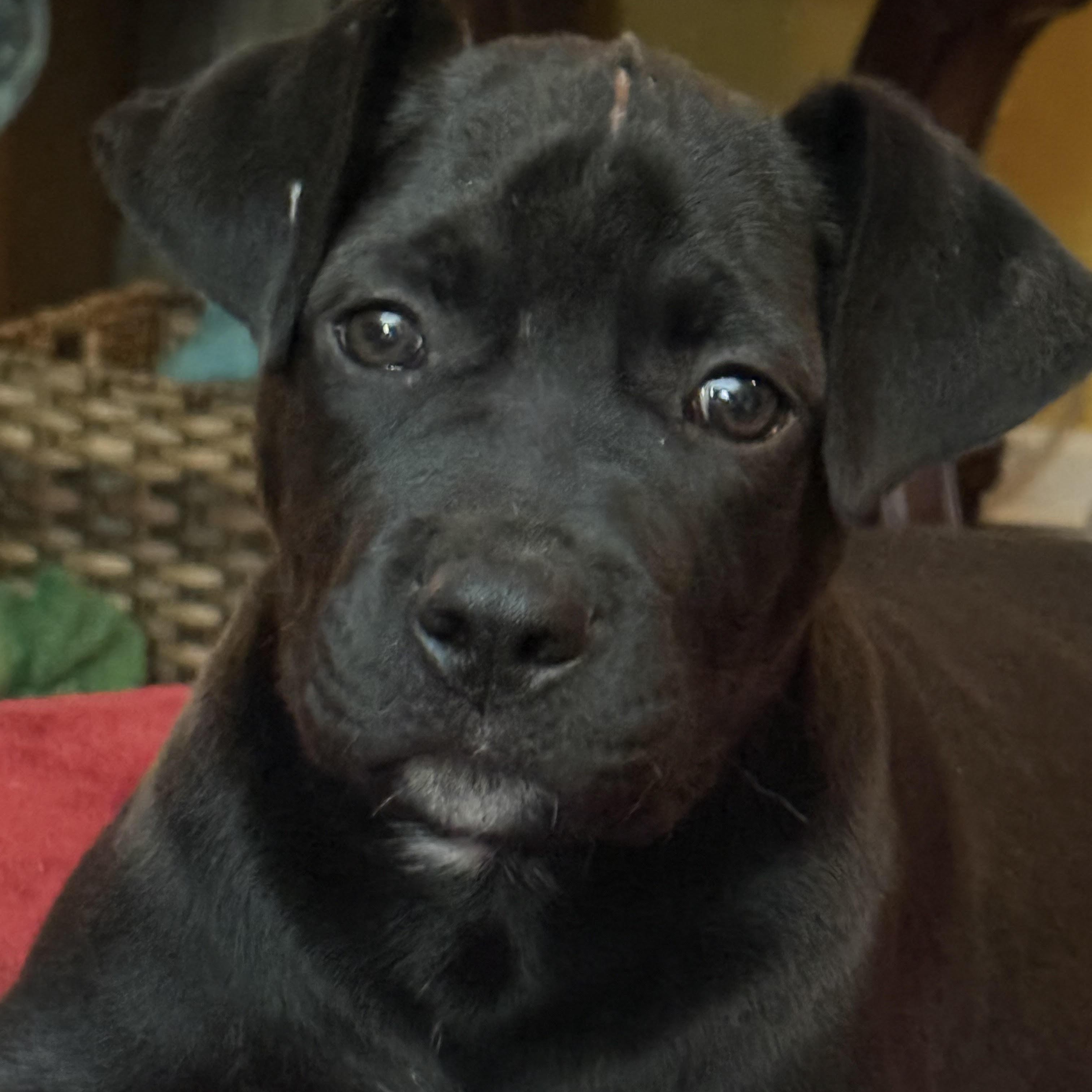 Raggedy Andy, a ADOPTABLE mixed breed in Water Valley, MS image 2/2