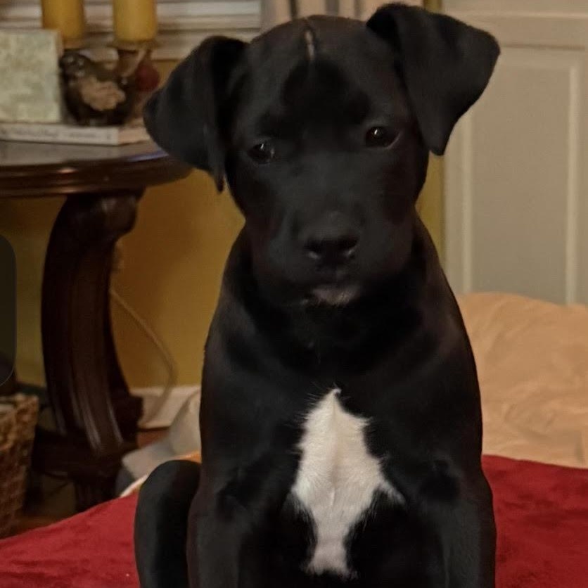 Raggedy Andy, ADOPTABLE, Puppy Male Labrador Retriever.