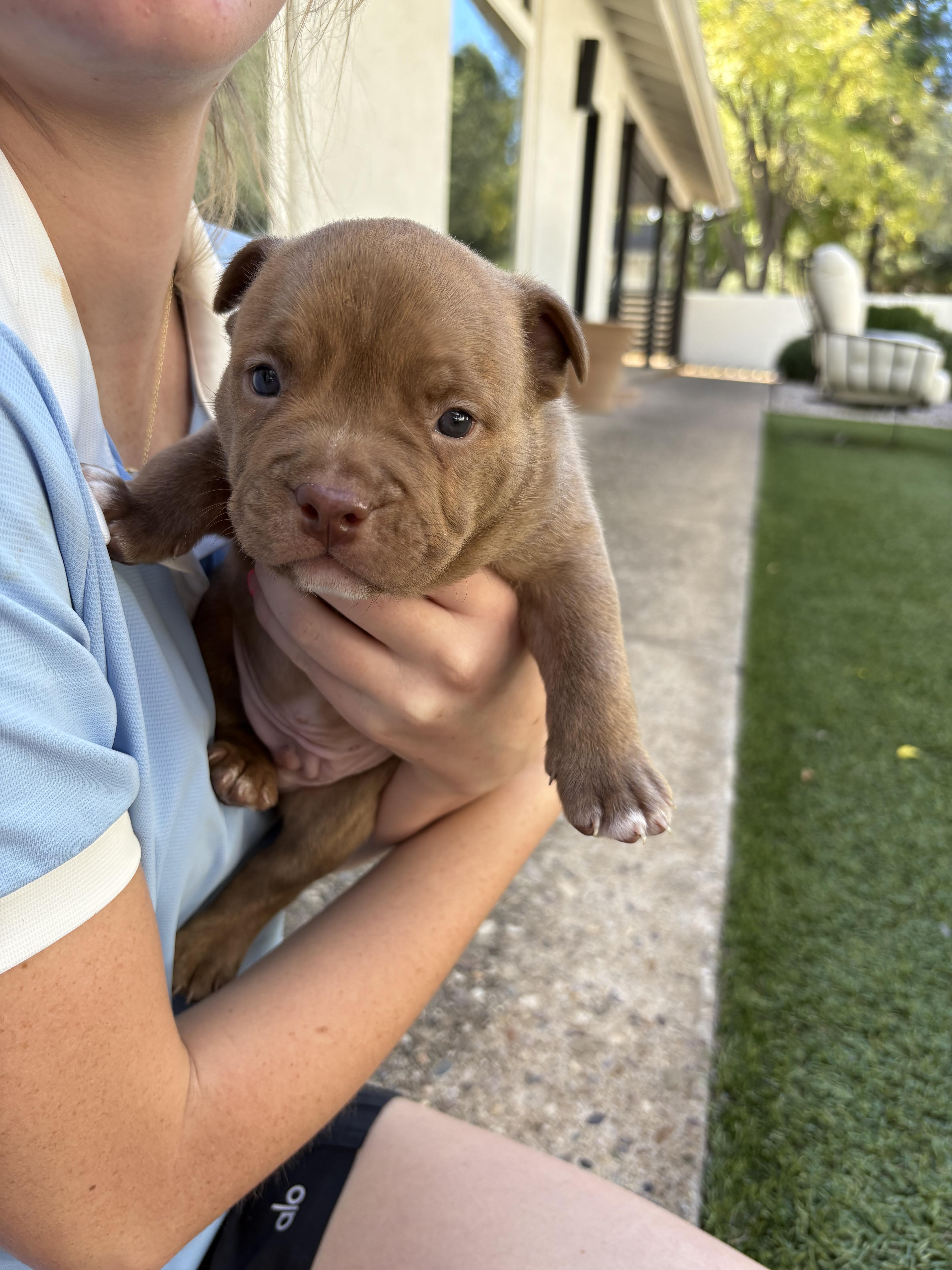 Bully Puppy Green, Adopted, Young Male Pit Bull Terrier.