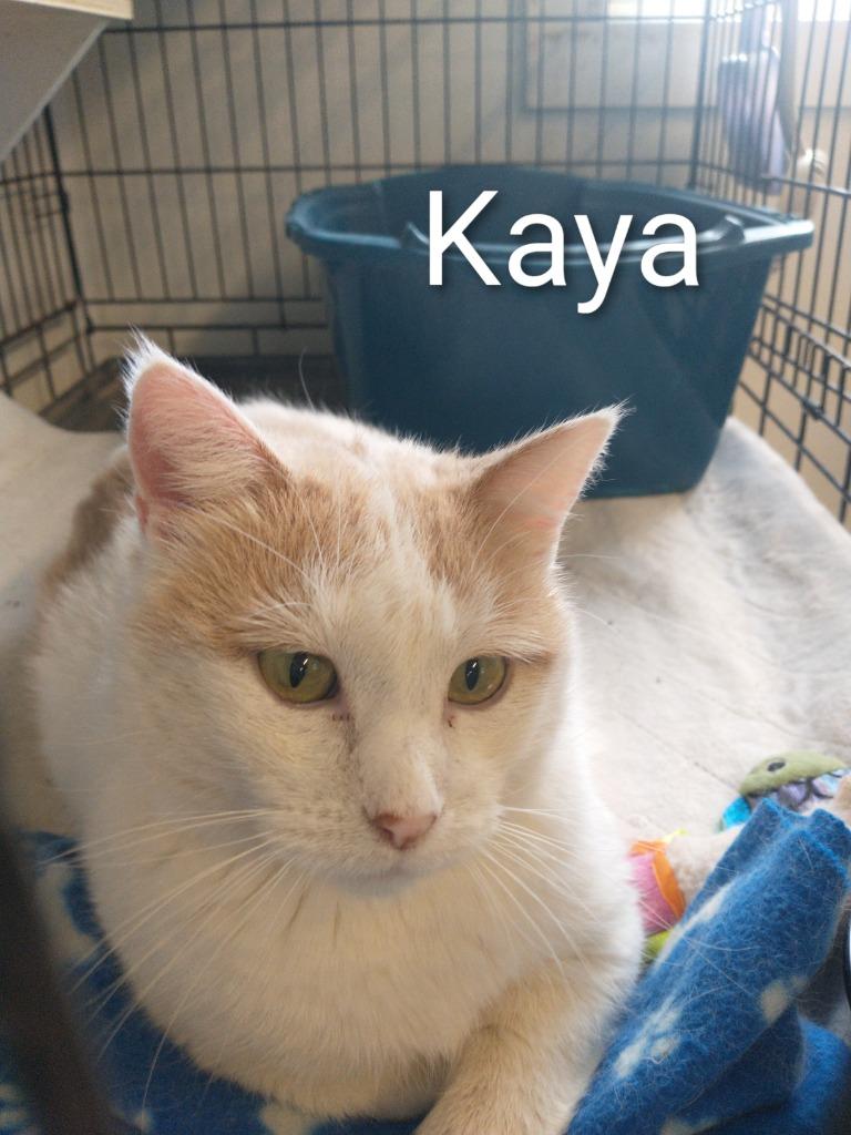 Enlarge Kaya, a Adoptable mixed breed in Saint James, MN image 1/4