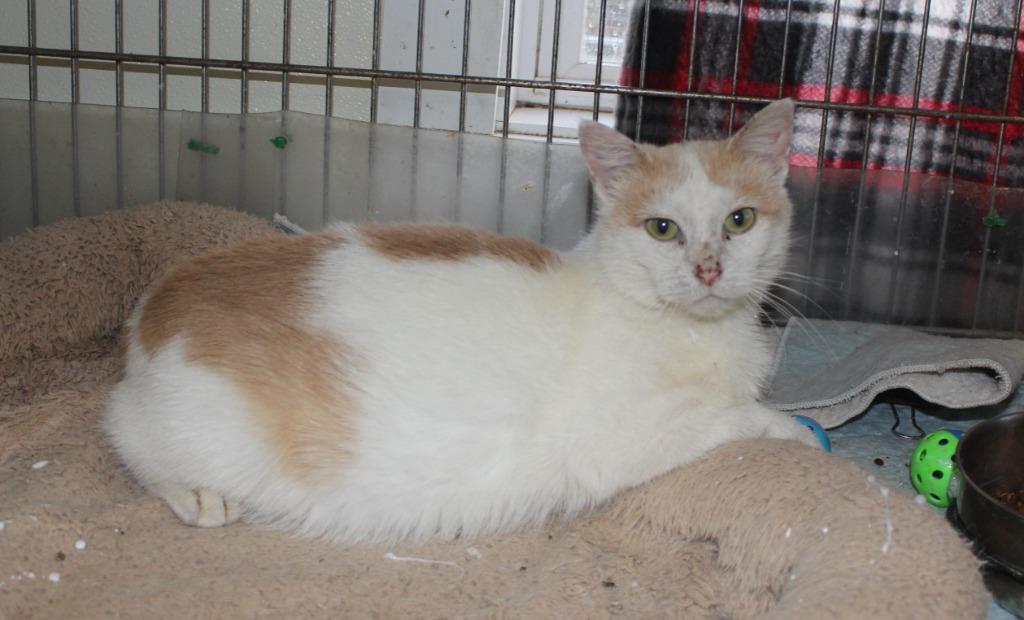 Kaya, Adoptable, Young Female Domestic Short Hair.