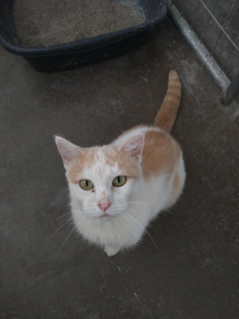 Kaya, Adoptable, Young Female Domestic Short Hair.