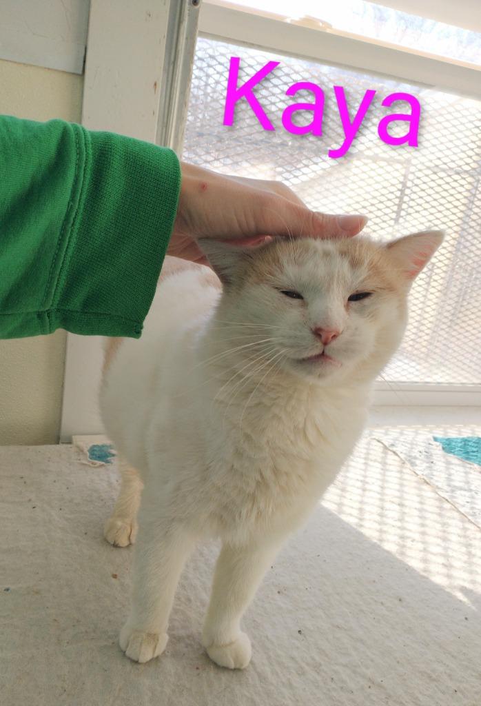 Kaya, Adoptable, Young Female Domestic Short Hair.