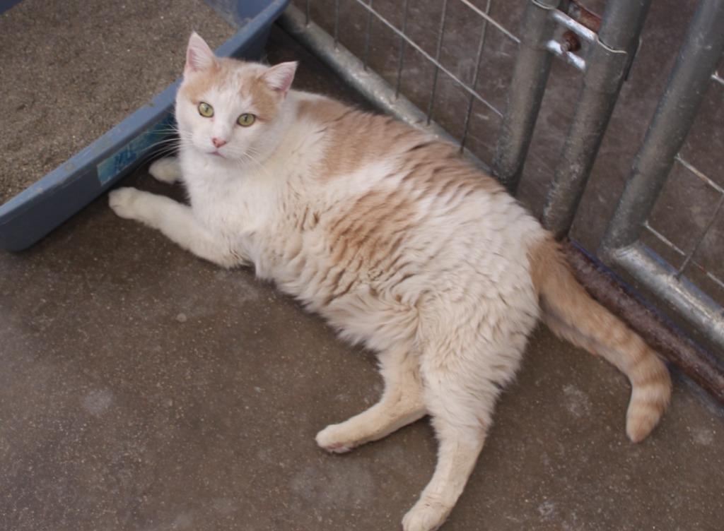 Enlarge Kaya, a Adoptable mixed breed in Saint James, MN image 3/4