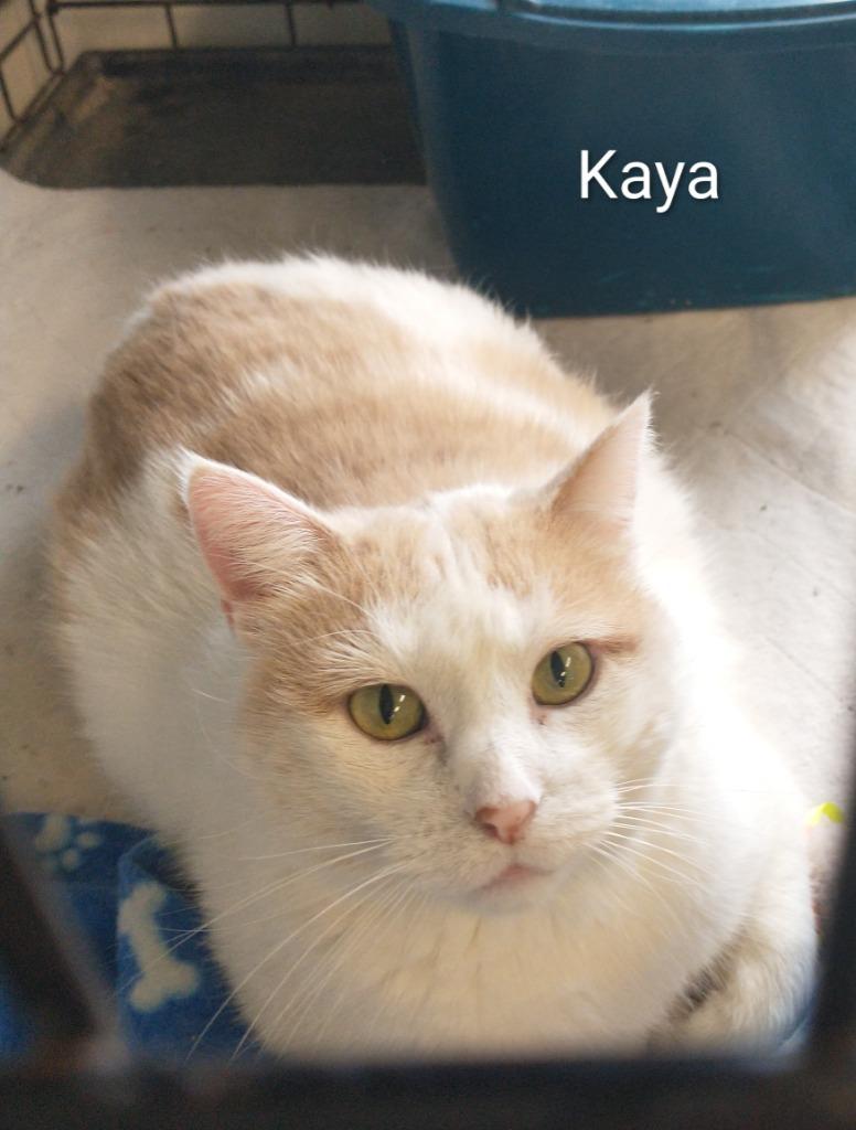 Enlarge Kaya, a Adoptable mixed breed in Saint James, MN image 4/4