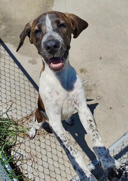 Enlarge Oakley, a ADOPTABLE mixed breed in Manning, SC image 1/1