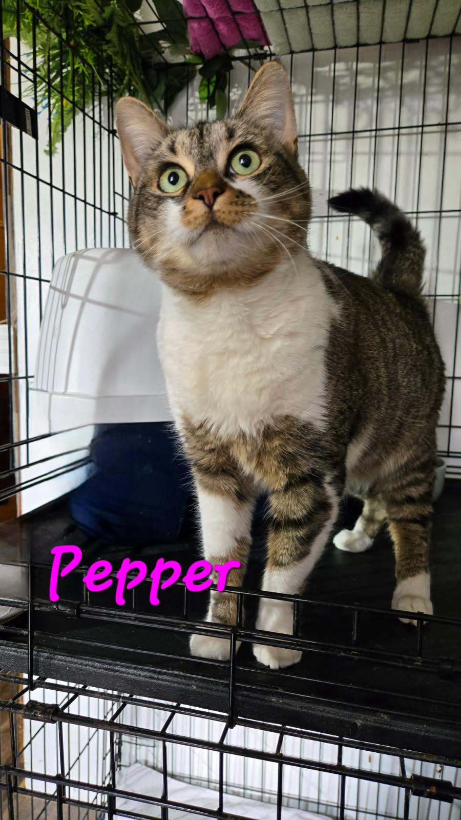 Pepper
