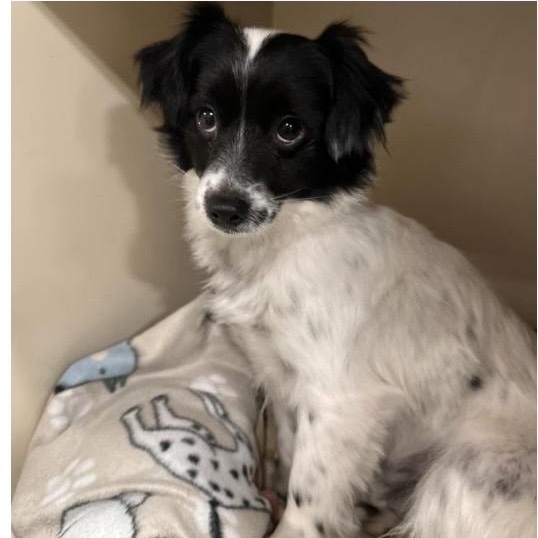 Tiki, ADOPTABLE, Young Male Papillon.