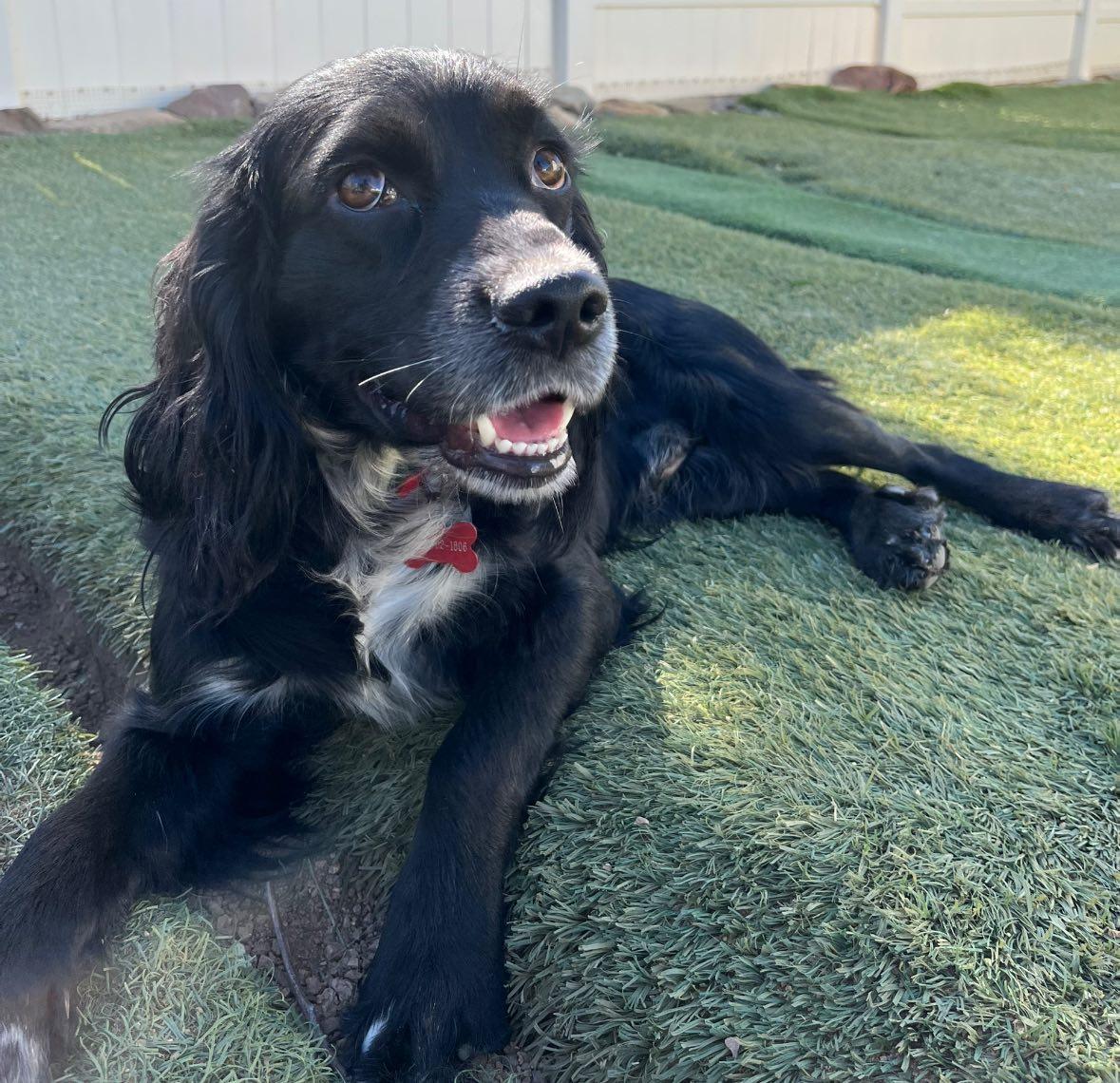 Max, a Adoptable Spaniel in Agua Dulce, CA image 2/6