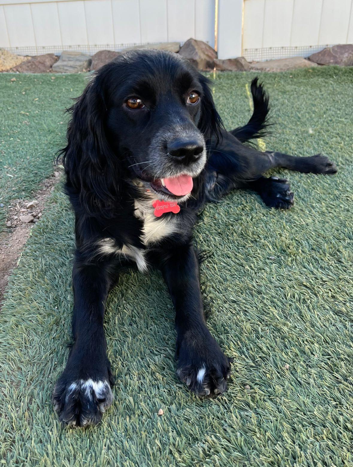 Max, a Adoptable Spaniel in Agua Dulce, CA image 3/6