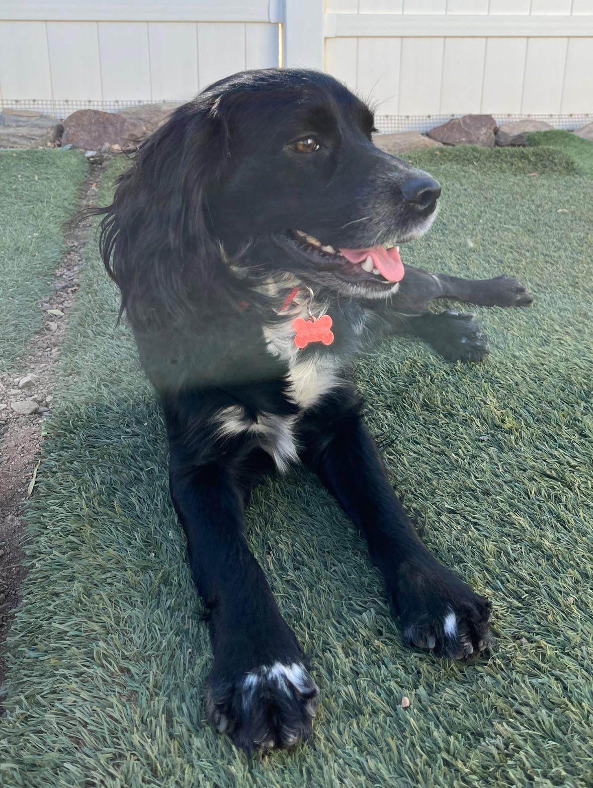 Max, a Adoptable Spaniel in Agua Dulce, CA image 4/6