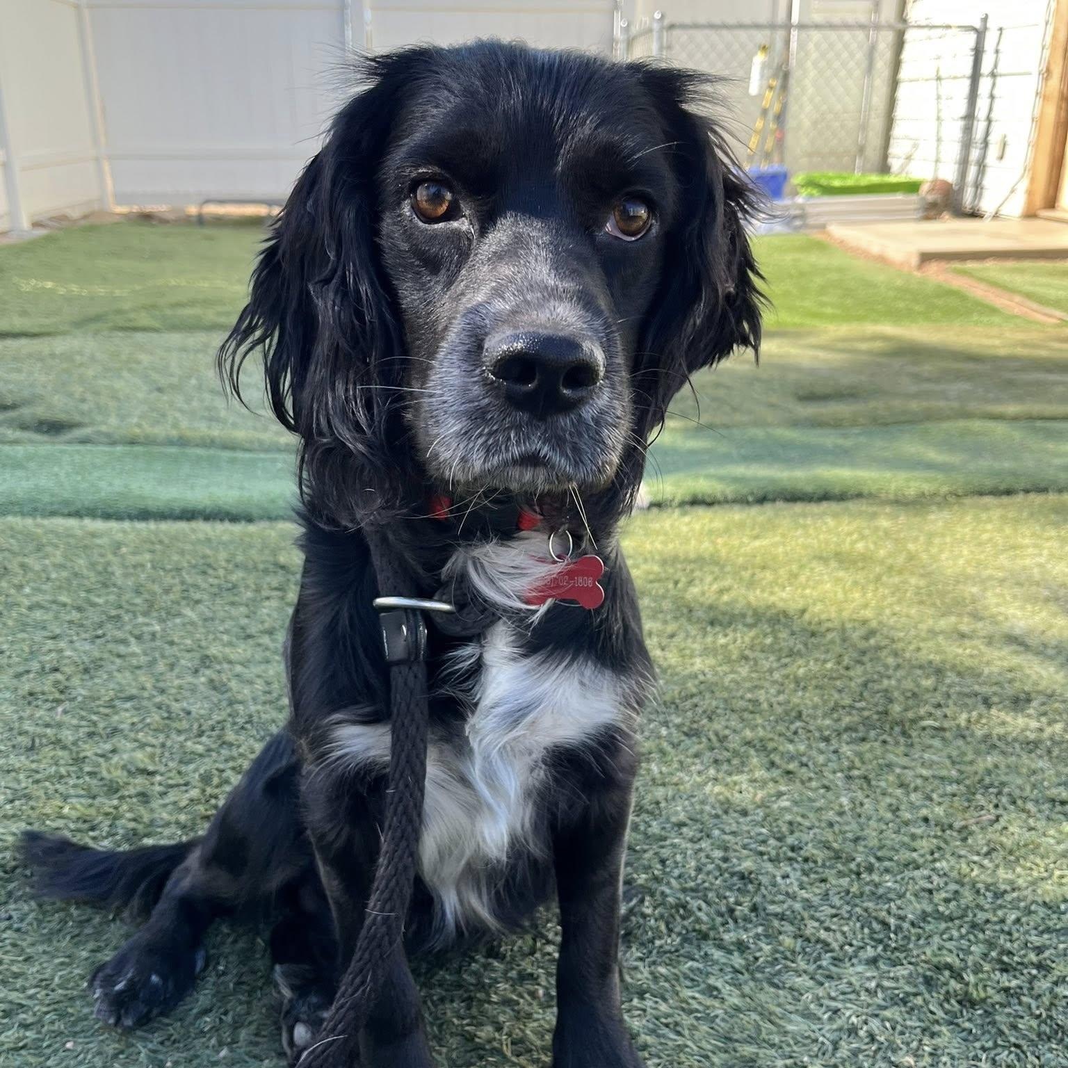Max, a Adoptable Spaniel in Agua Dulce, CA image 1/6