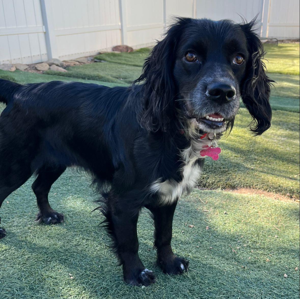 Max, a Adoptable Spaniel in Agua Dulce, CA image 5/6
