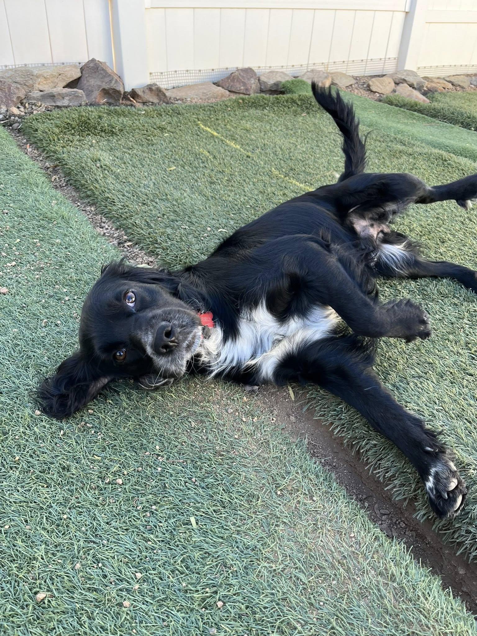 Max, a Adoptable Spaniel in Agua Dulce, CA image 6/6