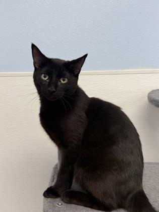 Mandy, Adoptable, Kitten Male Domestic Short Hair & Domestic Short Hair.