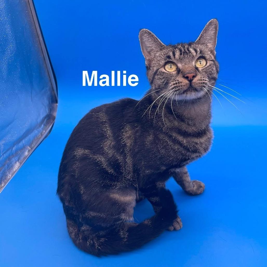 Mallie, Adoptable, Young Female American Shorthair.