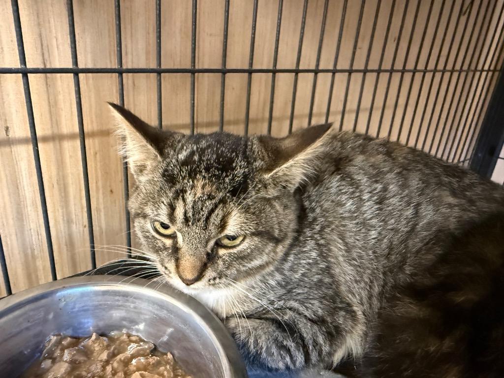 Pineapple, Adoptable, Kitten Female Domestic Short Hair.