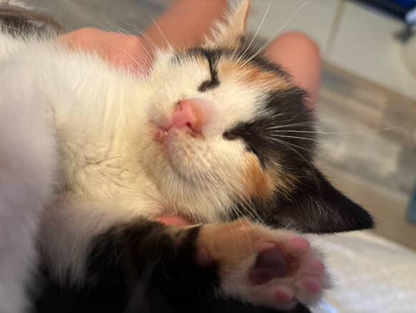 Reba, Adopted, Kitten Female Domestic Short Hair.