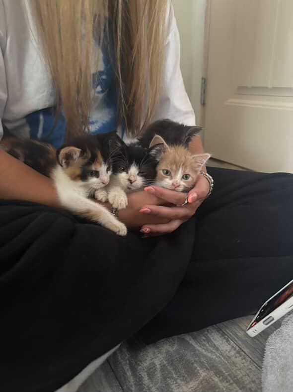 Enlarge Reba, a Adopted Domestic Short Hair in Courtenay, BC image 2/6