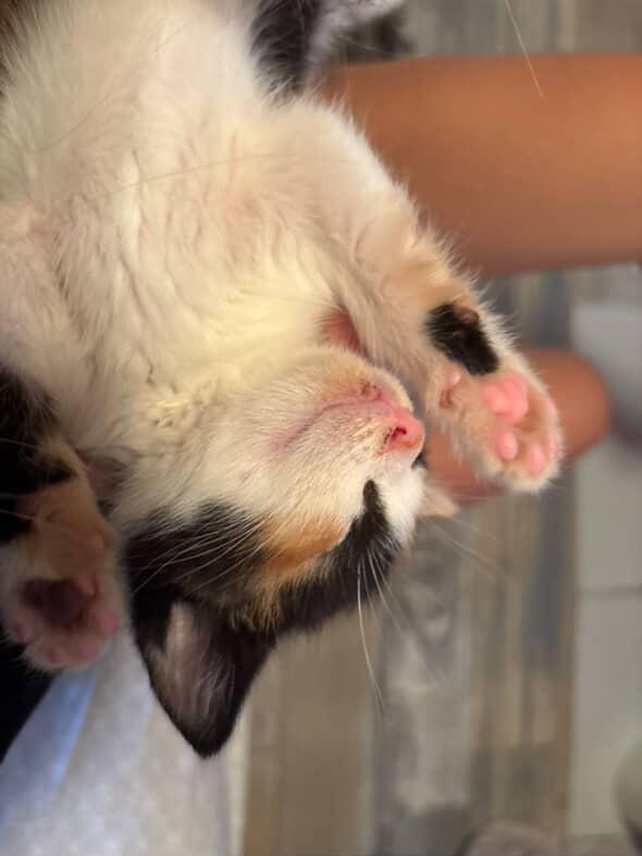 Enlarge Reba, a Adopted Domestic Short Hair in Courtenay, BC image 3/6