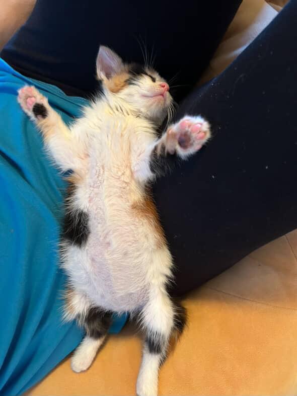 Enlarge Reba, a Adopted Domestic Short Hair in Courtenay, BC image 4/6