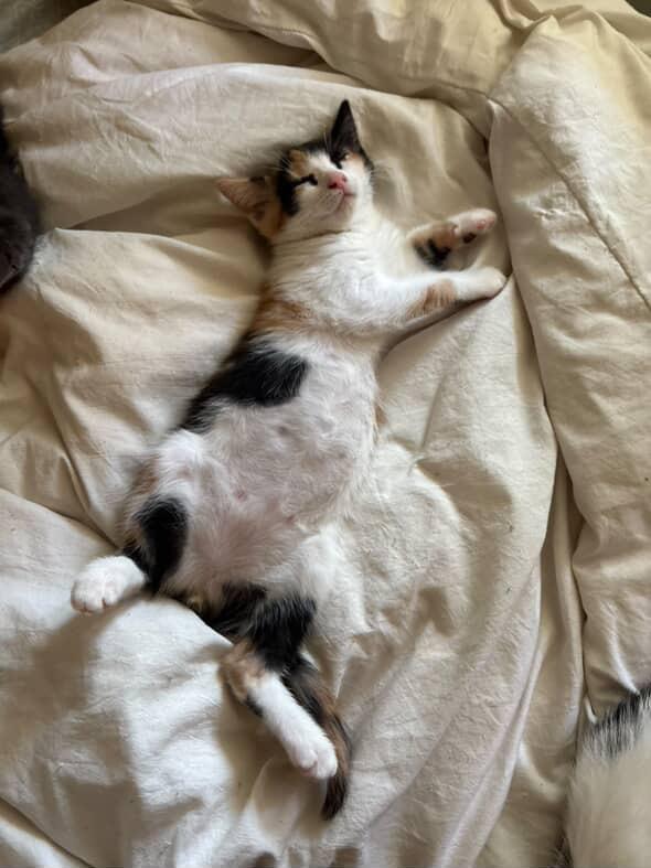 Enlarge Reba, a Adopted Domestic Short Hair in Courtenay, BC image 6/6