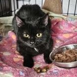 Enlarge Tina, an adopted mixed breed in Pickering, ON image 6/6