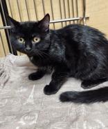 Enlarge Tina, an adopted mixed breed in Pickering, ON image 5/6