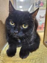 Enlarge Tina, an adopted mixed breed in Pickering, ON image 1/6