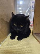 Enlarge Tina, an adopted mixed breed in Pickering, ON image 4/6