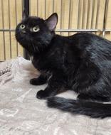 Enlarge Tina, an adopted mixed breed in Pickering, ON image 3/6