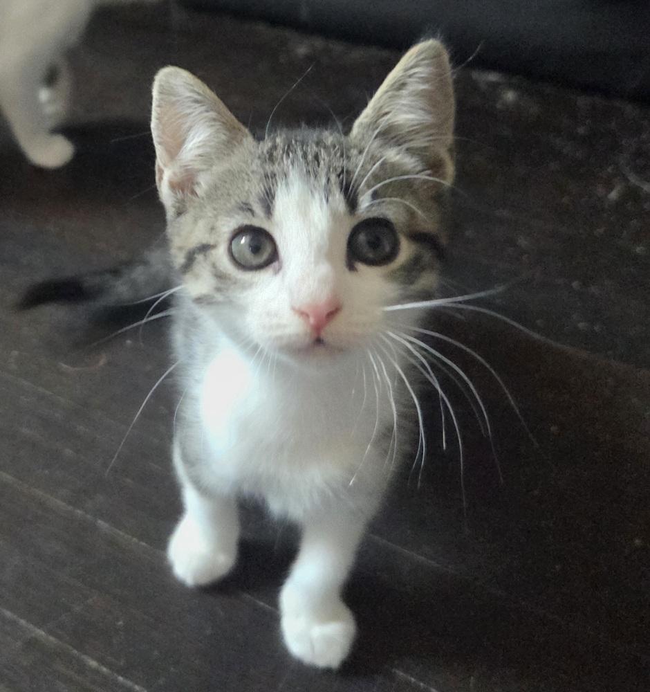 Raptor, Adoptable, Kitten Female Domestic Short Hair.